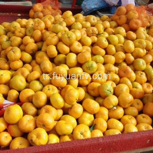 taze bebek mandalina portakal fabrikası doğrudan ihracat